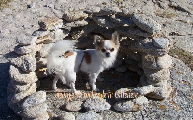 Chihuahua : Diego du rocher de la Garelière